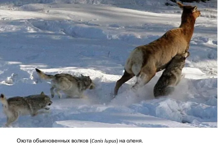 Охота обыкновенных волков (Canis lupus) на оленя. Охота обыкновенных волков (Canis lupus)