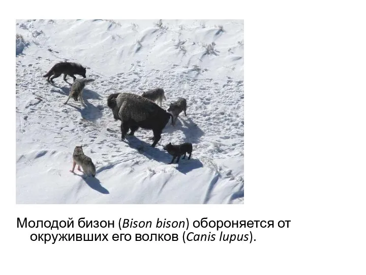 Молодой бизон (Bison bison) обороняется от окруживших его волков (Canis lupus).