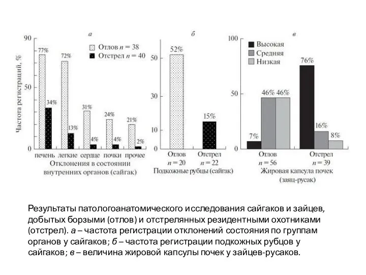 Результаты патологоанатомического исследования сайгаков и зайцев, добытых борзыми (отлов) и отстрелянных резидентными