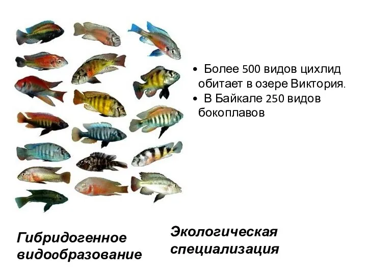 Более 500 видов цихлид обитает в озере Виктория. В Байкале 250 видов