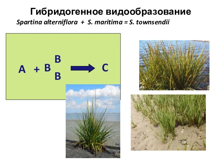 Spartina alterniflora + S. maritima = S. townsendii Гибридогенное видообразование