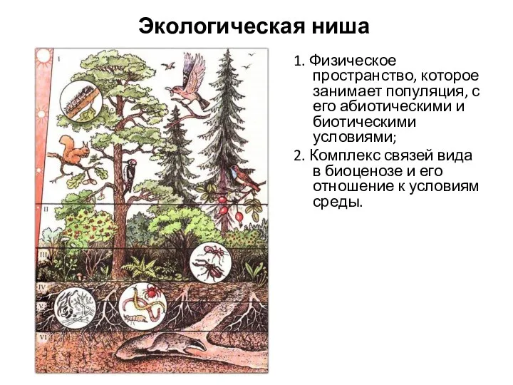 Экологическая ниша 1. Физическое пространство, которое занимает популяция, с его абиотическими и