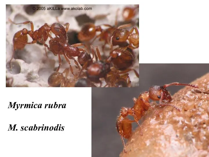 Myrmica rubra M. scabrinodis