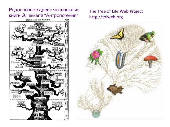 Родословное древо человека из книги Э.Геккеля “Антропогения” The Tree of Life Web Project http://tolweb.org