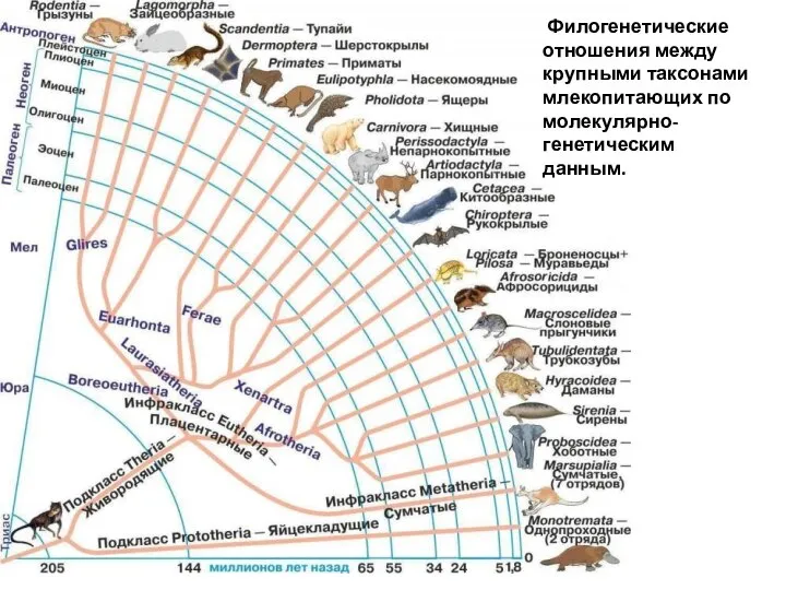 Филогенетические отношения между крупными таксонами млекопитающих по молекулярно-генетическим данным.