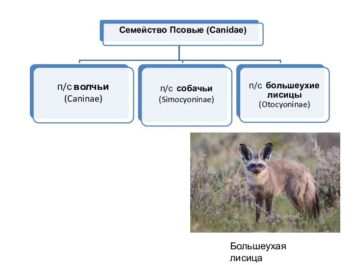 Большеухая лисица