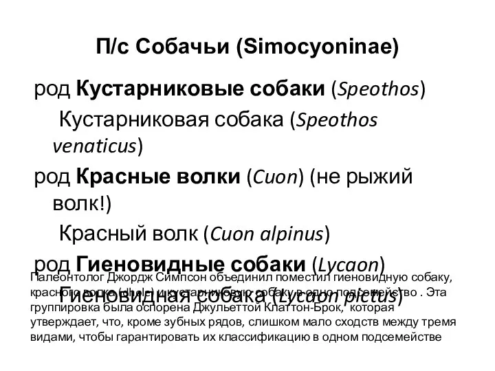 П/с Собачьи (Simocyoninae) род Кустарниковые собаки (Speothos) Кустарниковая собака (Speothos venaticus) род