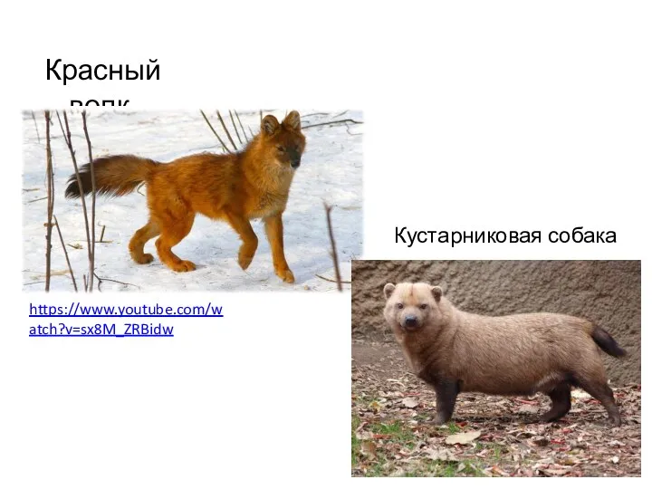 Красный волк Кустарниковая собака https://www.youtube.com/watch?v=sx8M_ZRBidw