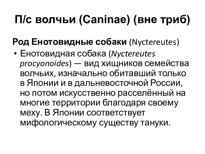 П/с волчьи (Caninae) (вне триб) Род Енотовидные собаки (Nyctereutes) Енотовидная собака (Nyctereutes