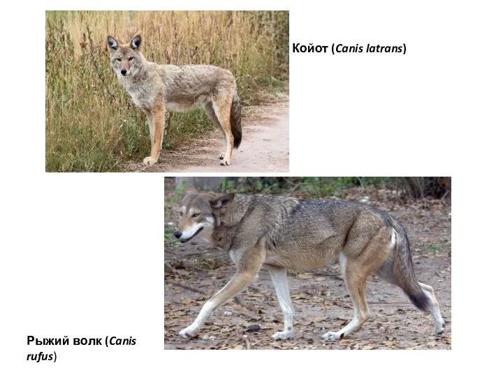 Койот (Canis latrans) Рыжий волк (Canis rufus)