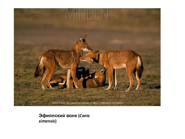 Эфиопский волк (Canis simensis)