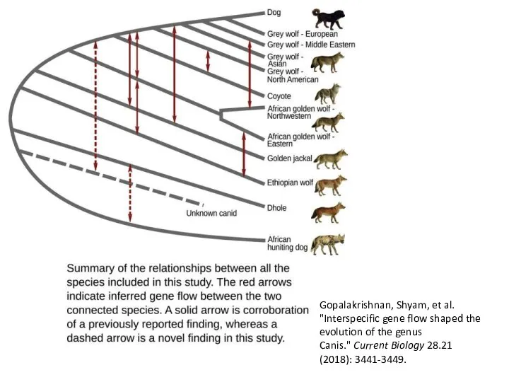 Gopalakrishnan, Shyam, et al. "Interspecific gene flow shaped the evolution of the