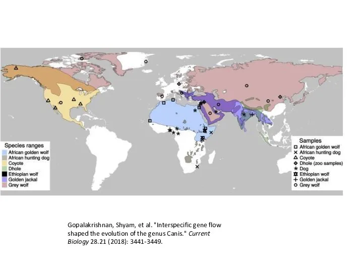 Gopalakrishnan, Shyam, et al. "Interspecific gene flow shaped the evolution of the