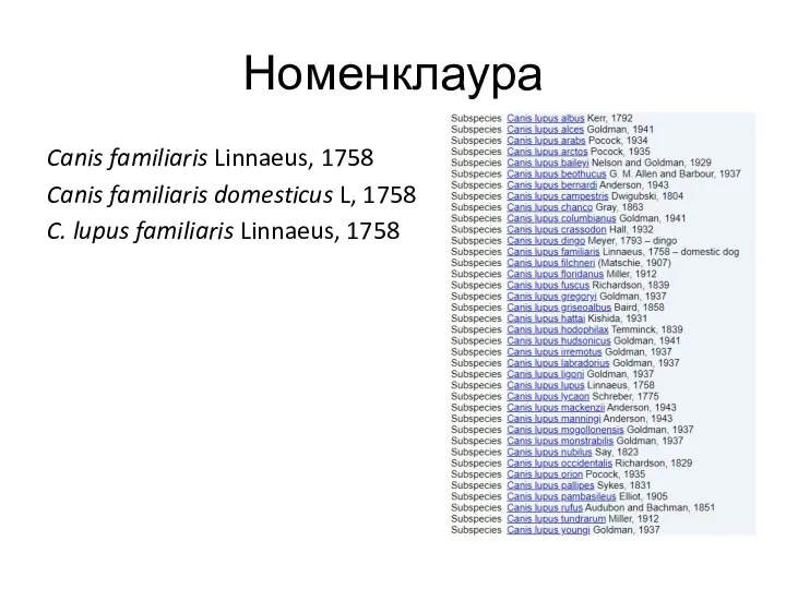 Номенклаура Canis familiaris Linnaeus, 1758 Canis familiaris domesticus L, 1758 C. lupus familiaris Linnaeus, 1758