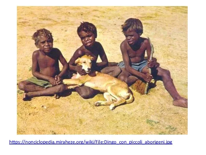 https://nonciclopedia.miraheze.org/wiki/File:Dingo_con_piccoli_aborigeni.jpg