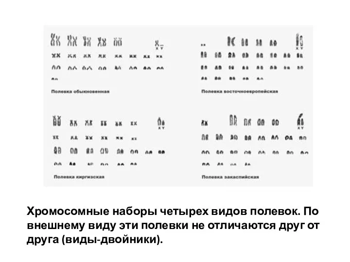 Хромосомные наборы четырех видов полевок. По внешнему виду эти полевки не отличаются друг от друга (виды-двойники).