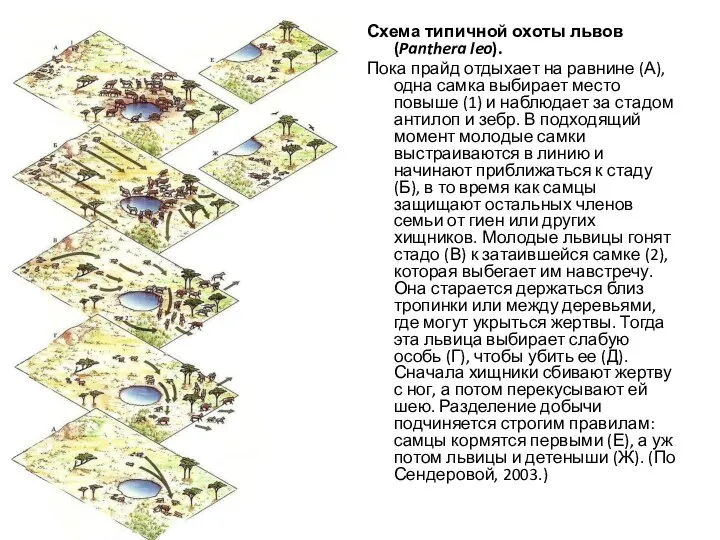 Схема типичной охоты львов (Panthera leo). Пока прайд отдыхает на равнине (А),