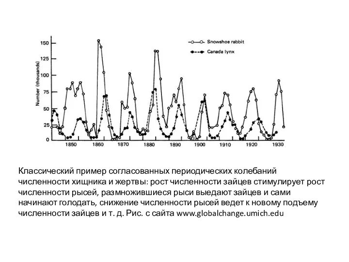 Классический пример согласованных периодических колебаний численности хищника и жертвы: рост численности зайцев