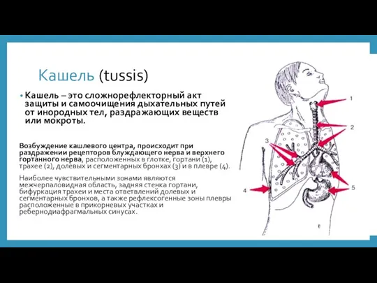 Кашель (tussis) Кашель – это сложнорефлекторный акт защиты и самоочищения дыхательных путей