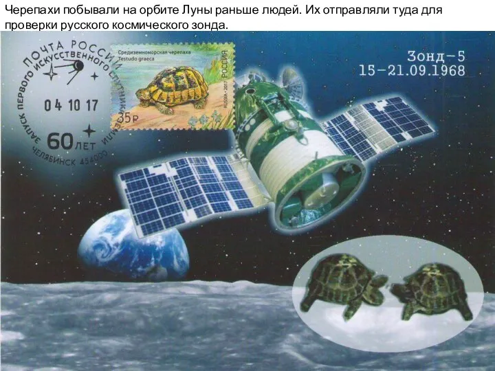 Черепахи побывали на орбите Луны раньше людей. Их отправляли туда для проверки русского космического зонда.