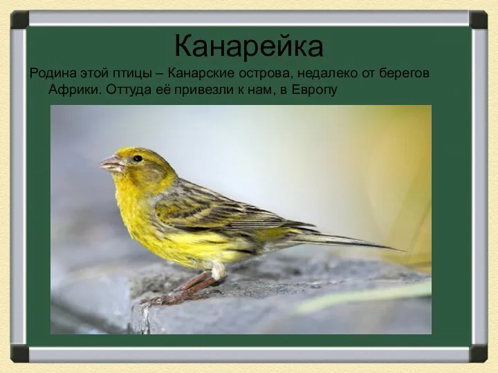 Канарейка Родина этой птицы – Канарские острова, недалеко от берегов Африки. Оттуда