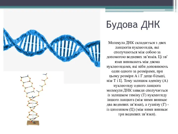 Будова ДНК Молекула ДНК складається з двох ланцюгів нуклеотидів, які сполучаються між