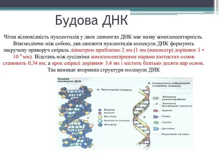 Будова ДНК Чітка відповідність нуклеотидів у двох ланцюгах ДНК має назву комплементарність.