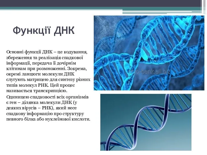 Функції ДНК Основні функції ДНК – це кодування, збереження та реалізація спадкової