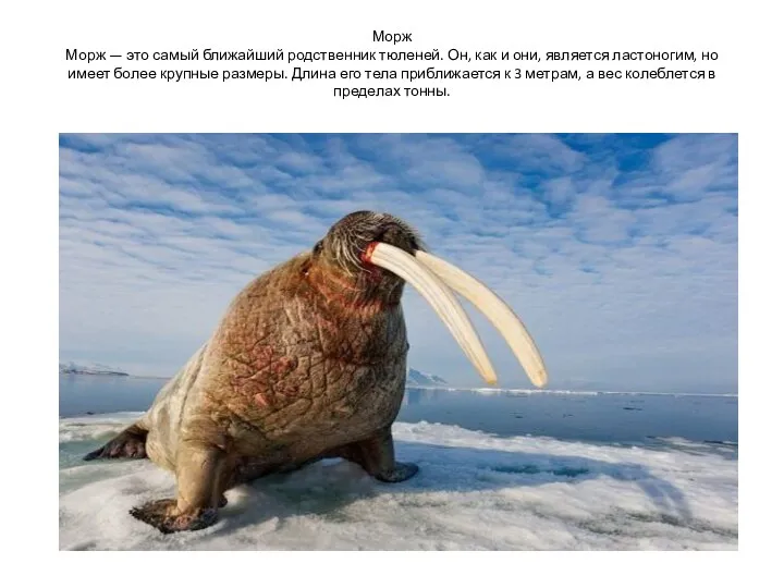 Морж Морж — это самый ближайший родственник тюленей. Он, как и они,