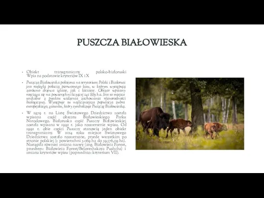 PUSZCZA BIAŁOWIESKA Obiekt transgraniczny polsko-białoruski Wpis na podstawie kryteriów IX i X