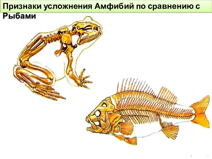 Признаки усложнения Амфибий по сравнению с Рыбами
