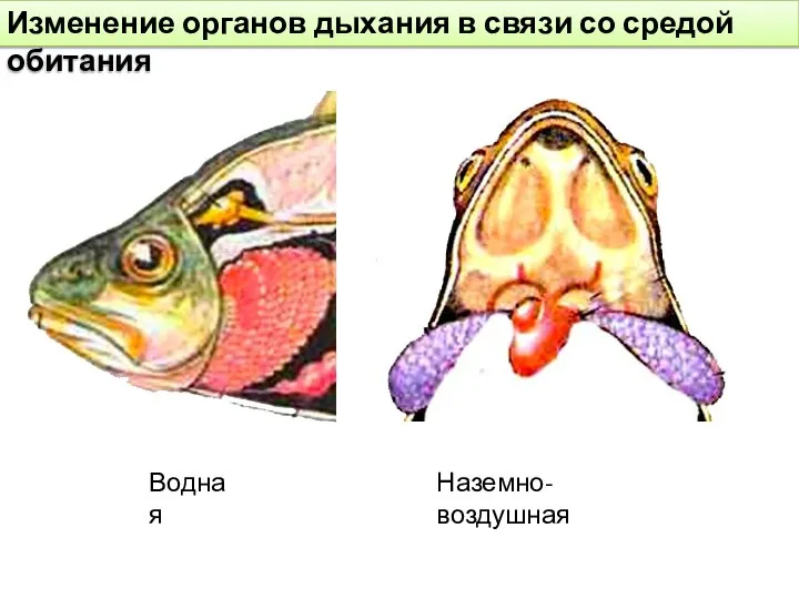 Изменение органов дыхания в связи со средой обитания Водная Наземно-воздушная