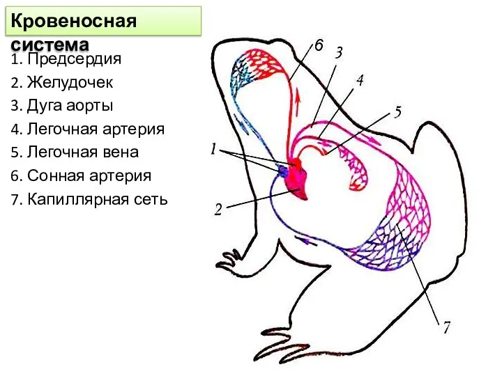 Кровеносная система 1. Предсердия 2. Желудочек 3. Дуга аорты 4. Легочная артерия