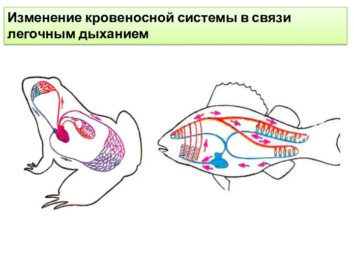 Изменение кровеносной системы в связи легочным дыханием