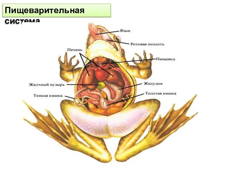 Пищеварительная система