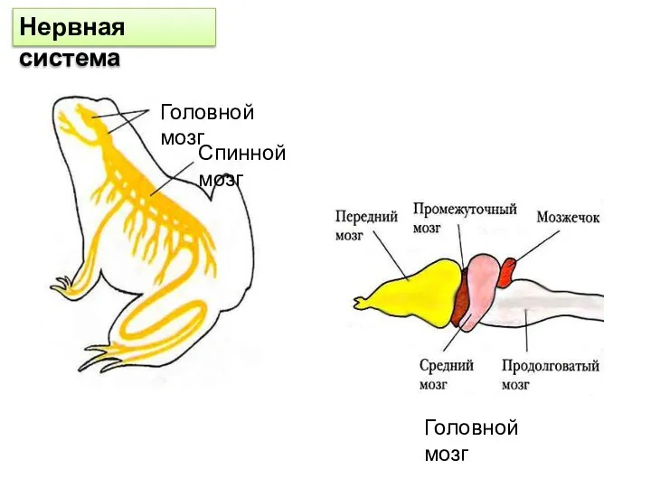 Нервная система Спинной мозг Головной мозг Головной мозг