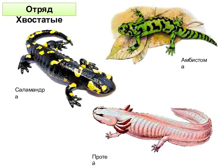Отряд Хвостатые Амбистома Саламандра Протей