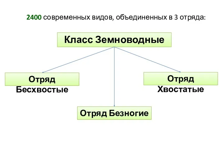 Класс Земноводные Отряд Бесхвостые Отряд Безногие Отряд Хвостатые 2400 современных видов, объединенных в 3 отряда: