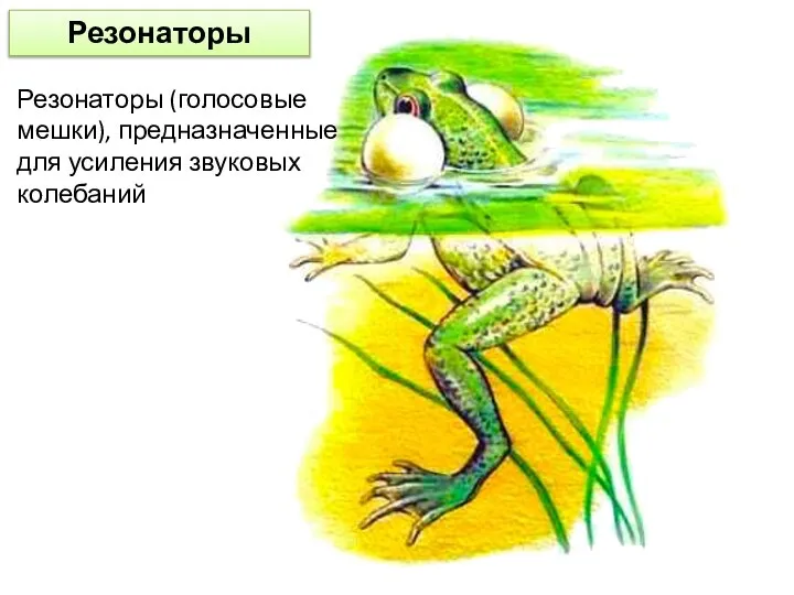 Резонаторы Резонаторы (голосовые мешки), предназначенные для усиления звуковых колебаний