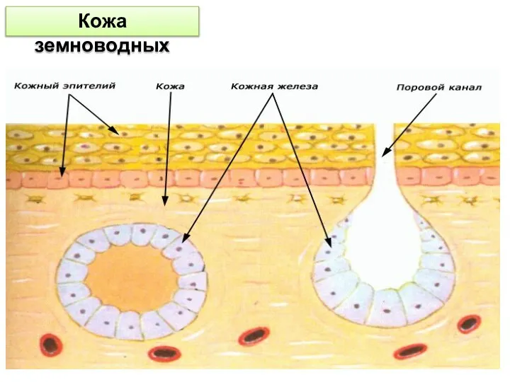 Кожа земноводных