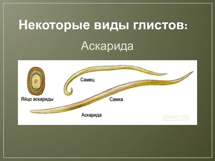 Некоторые виды глистов: Аскарида