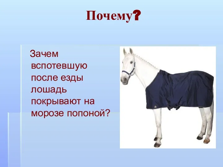 Почему? Зачем вспотевшую после езды лошадь покрывают на морозе попоной?