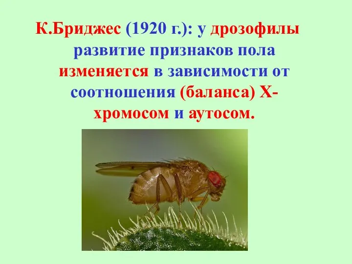 К.Бриджес (1920 г.): у дрозофилы развитие признаков пола изменяется в зависимости от