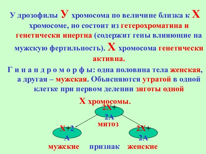 У дрозофилы У хромосома по величине близка к Х хромосоме, но состоит