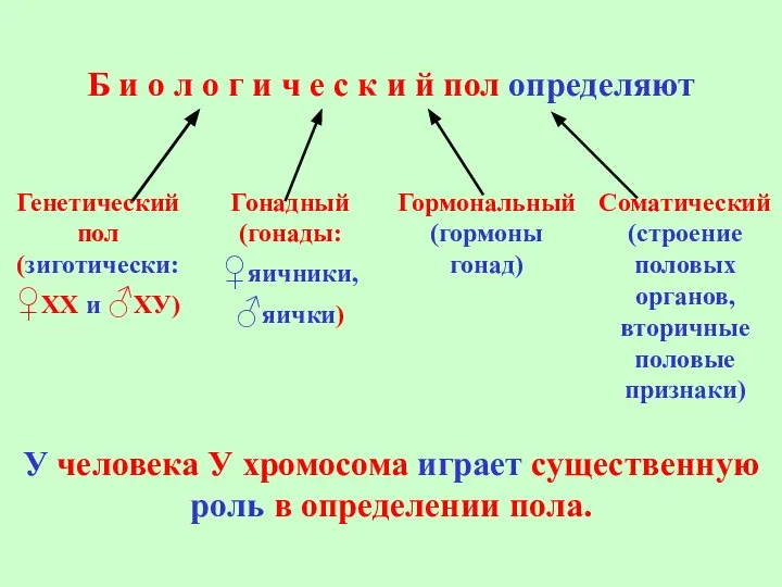 У человека У хромосома играет существенную роль в определении пола.