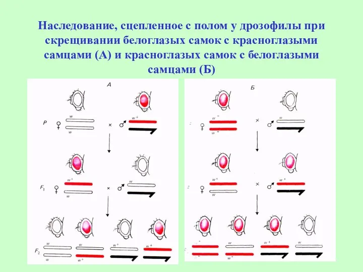 Наследование, сцепленное с полом у дрозофилы при скрещивании белоглазых самок с красноглазыми