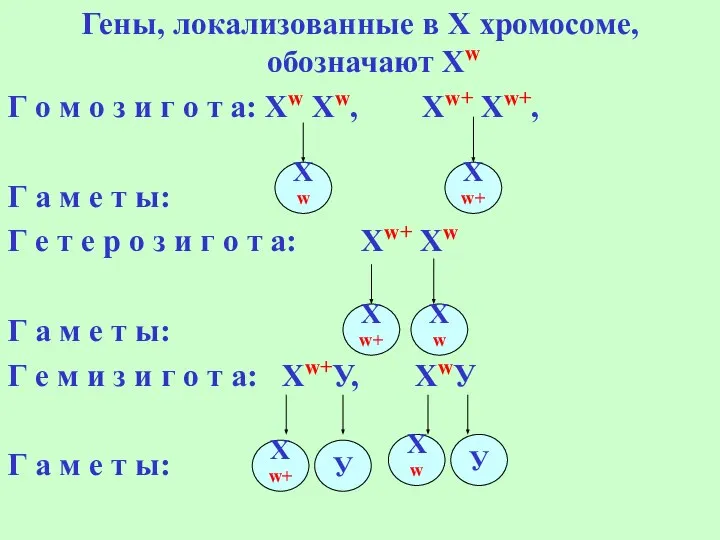 Гены, локализованные в Х хромосоме, обозначают Хw Г о м о з