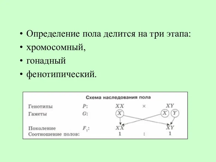 Определение пола делится на три этапа: хромосомный, гонадный фенотипический.