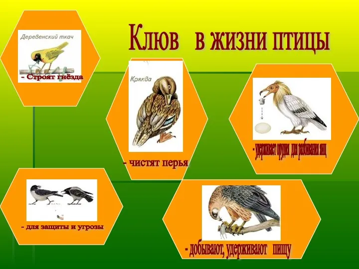 Клюв в жизни птицы - Строят гнёзда - для защиты и угрозы