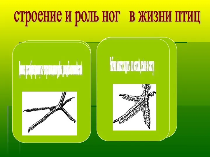 строение и роль ног в жизни птиц